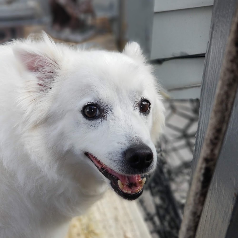 Meet your Posher, Bob